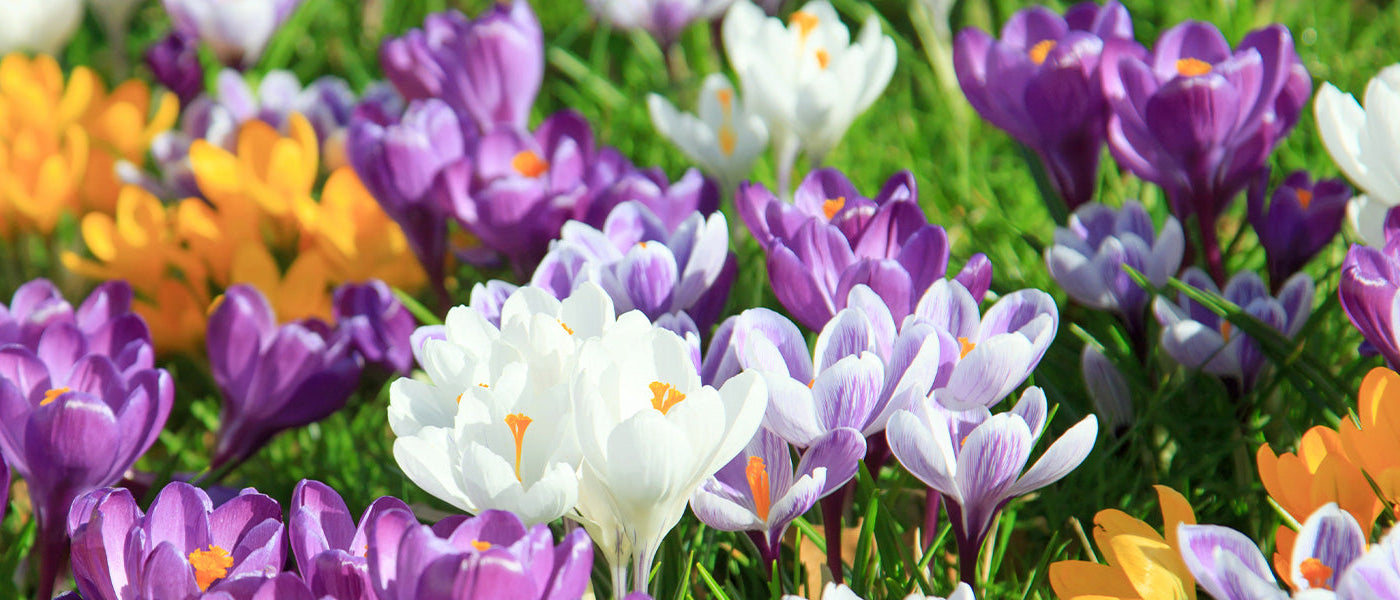 Crocus safran - Crocus sativus