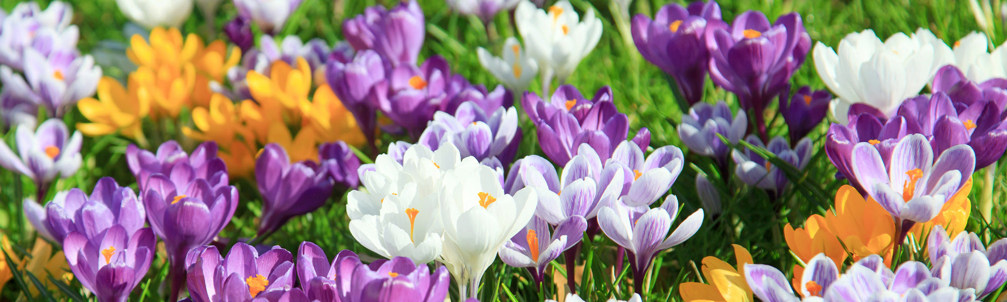 Crocus safran - Crocus sativus