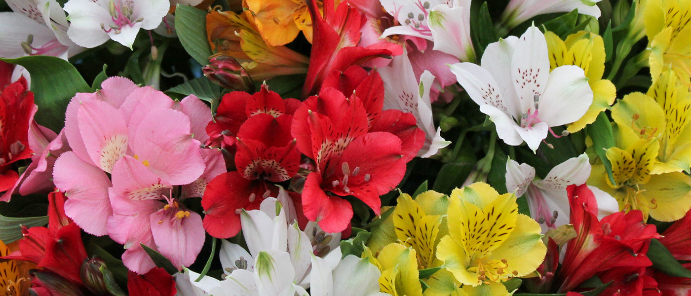 Alstroemère - Alstroemeria
