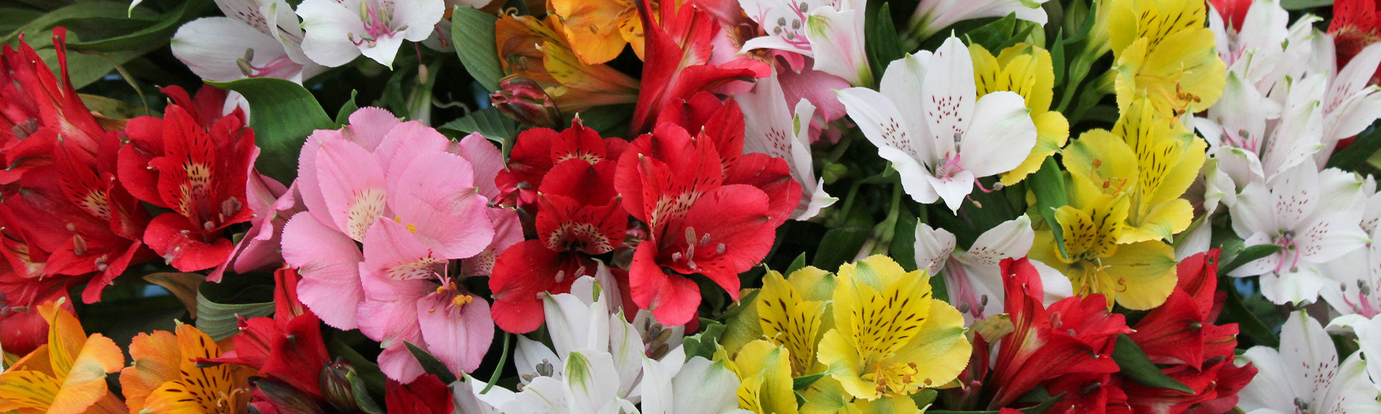 Alstroemère - Alstroemeria