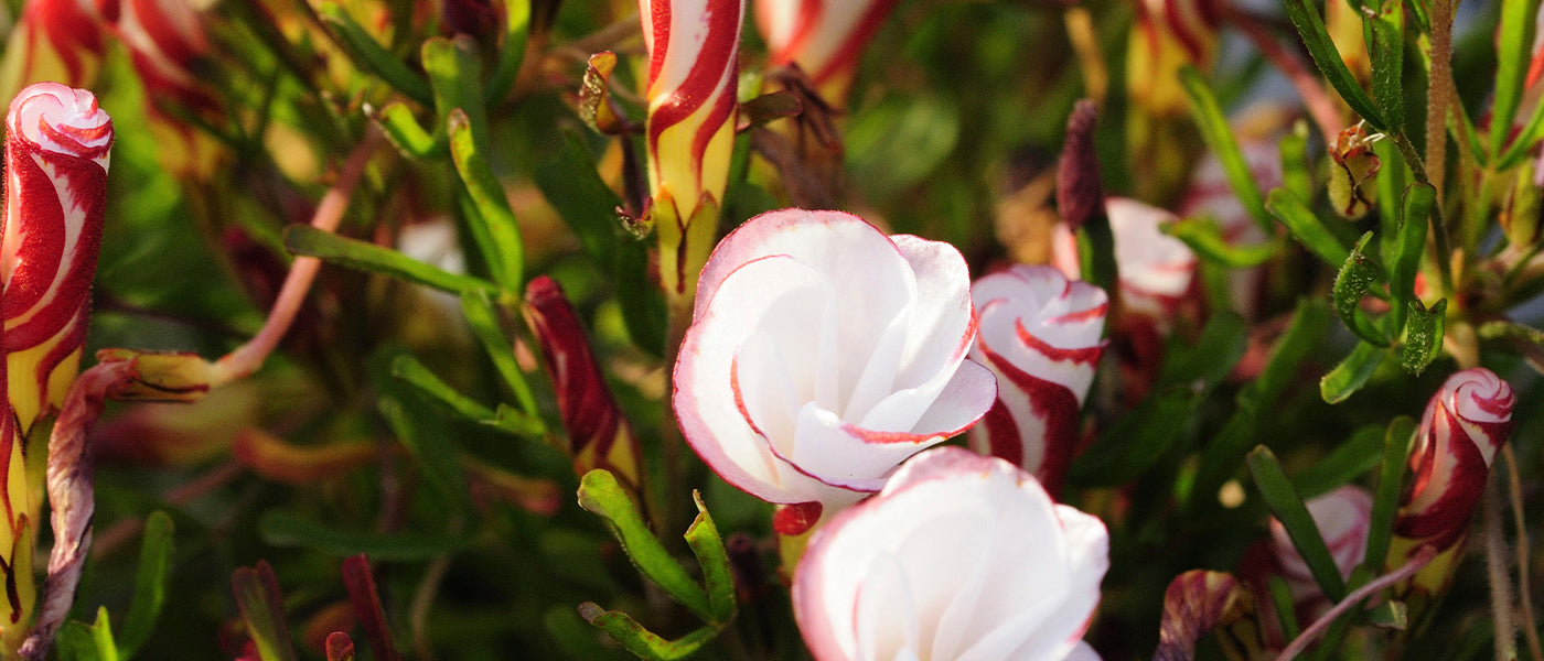 Bulbes à fleurs originaux