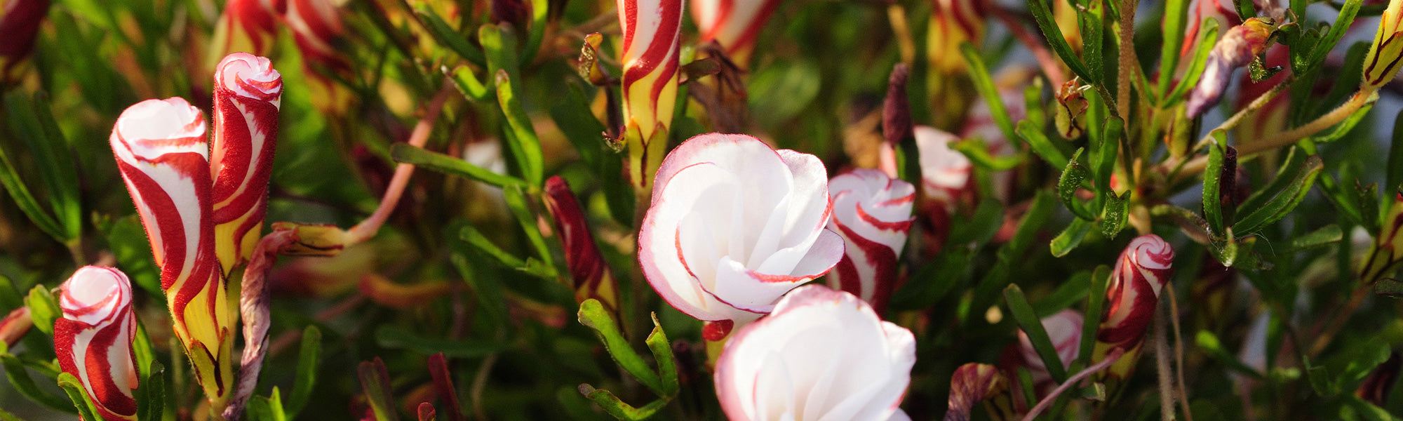 Bulbes à fleurs originaux