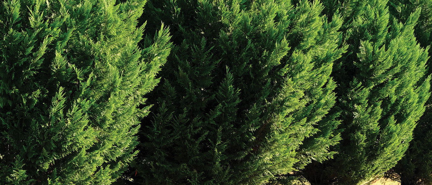Cyprès du Portugal - Cupressus lusitanica
