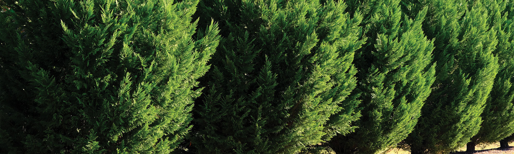Cyprès du Tassili - Cupressus dupreziana