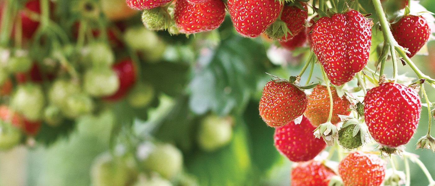 Fraisier cultivé - Fragaria ananassa