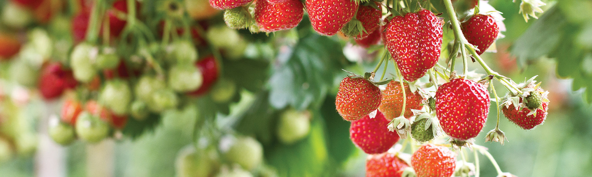 Fraisier cultivé - Fragaria ananassa