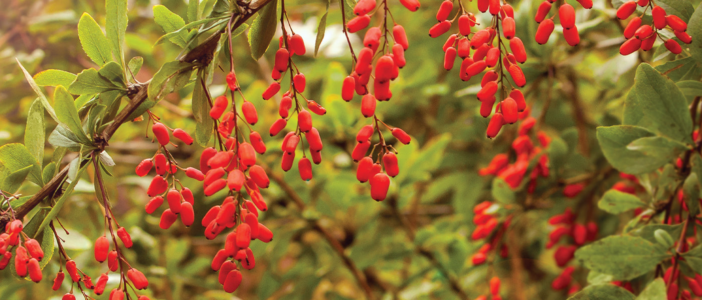 Goji