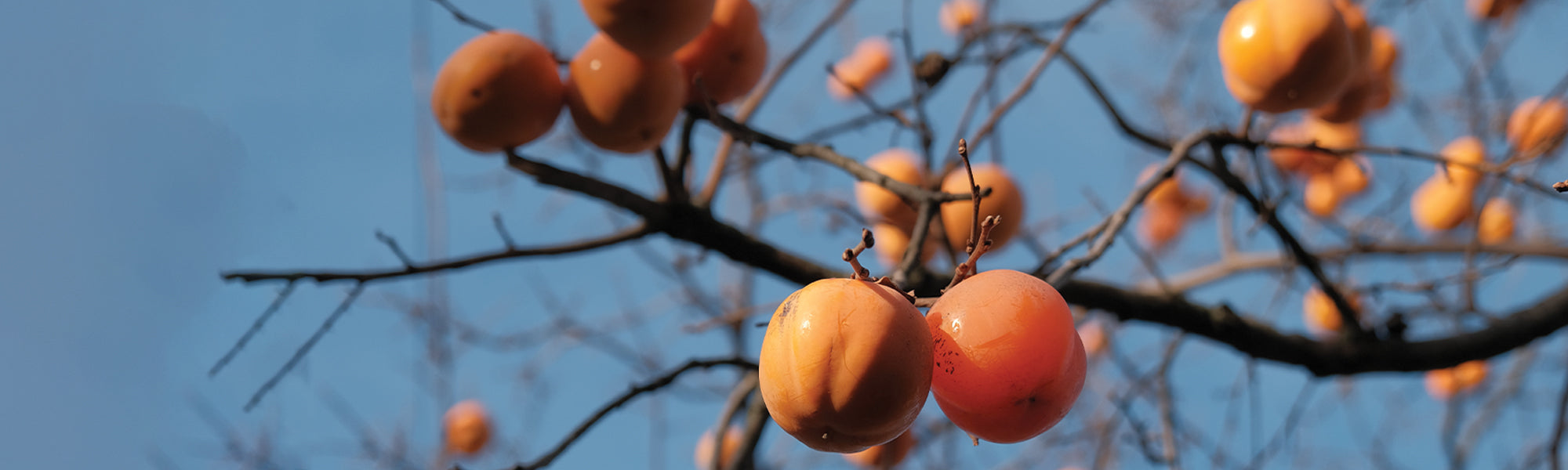 Fruitiers autofertiles