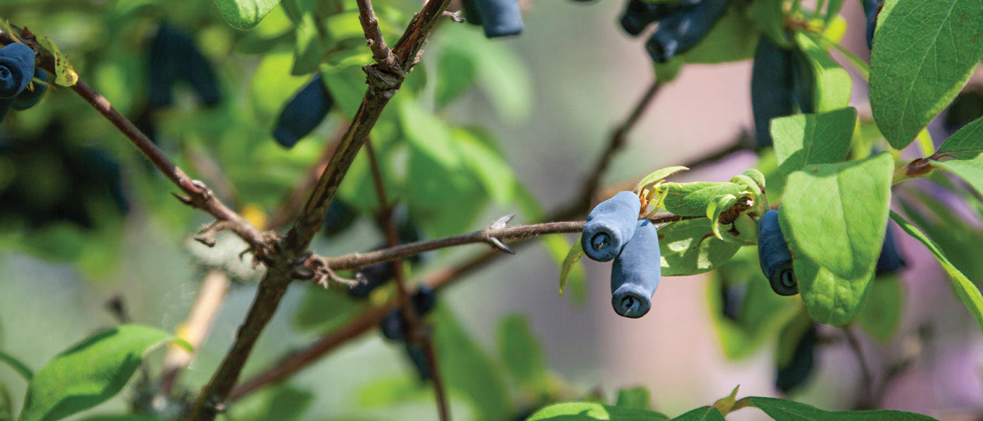 Fruitiers originaux