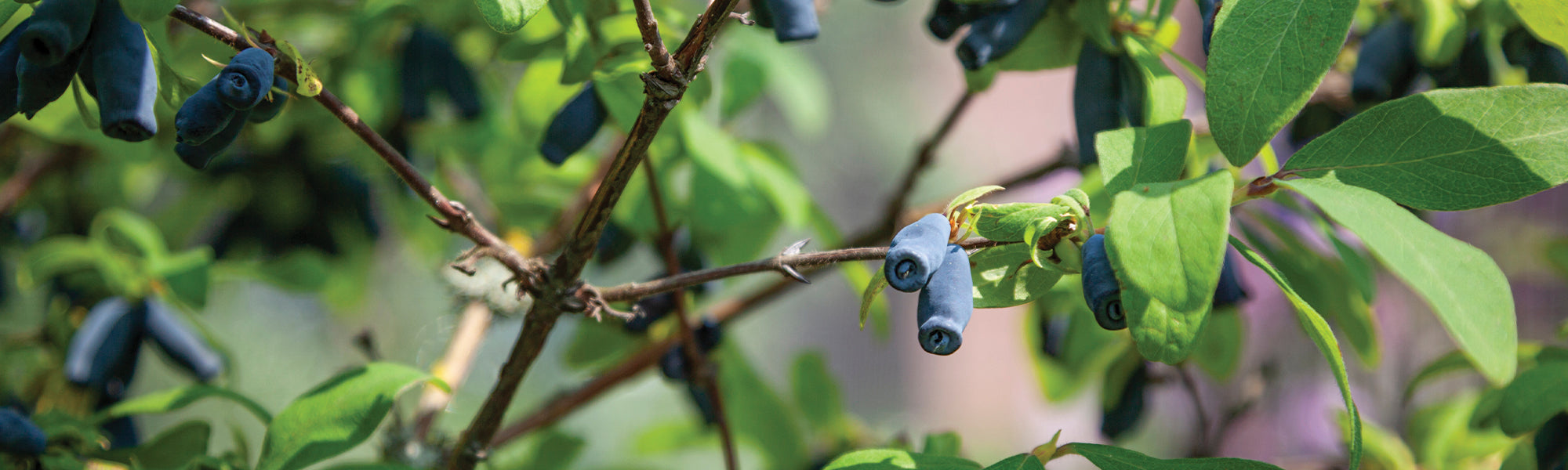 Fruitiers originaux