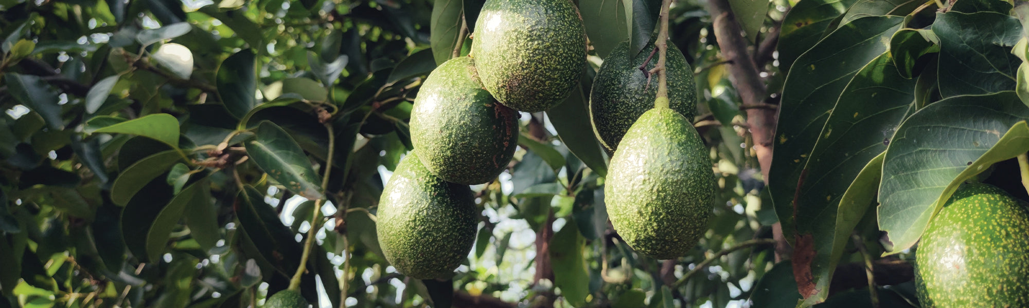 Avocatier