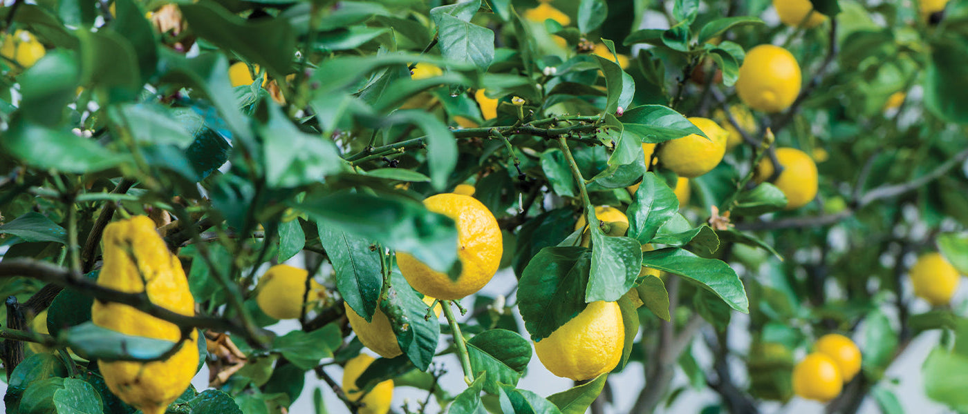 Kumquat - Citrus japonica