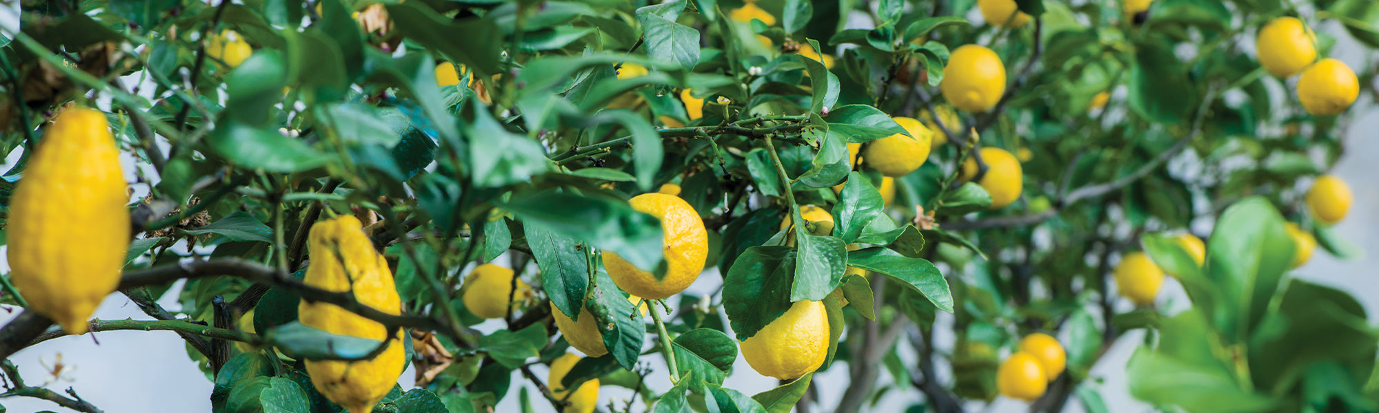 Citronnier