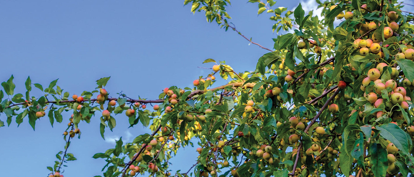 Grands fruitiers