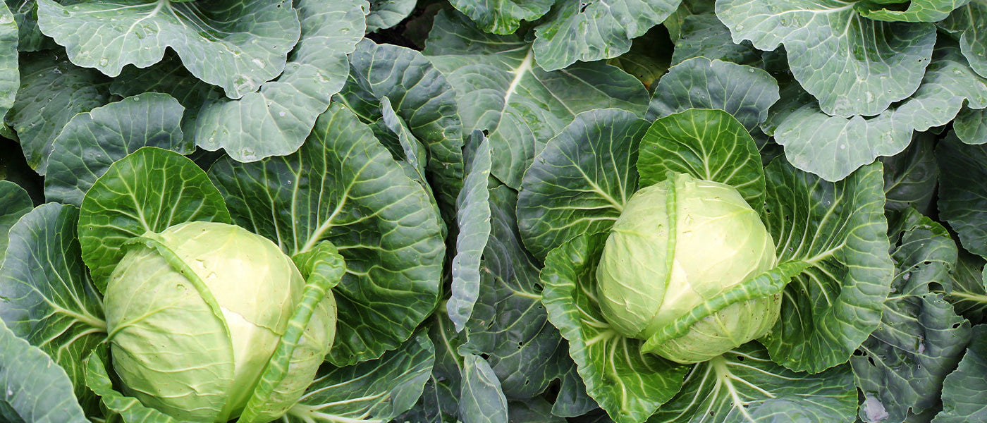 Chou commun - Brassica oleracea