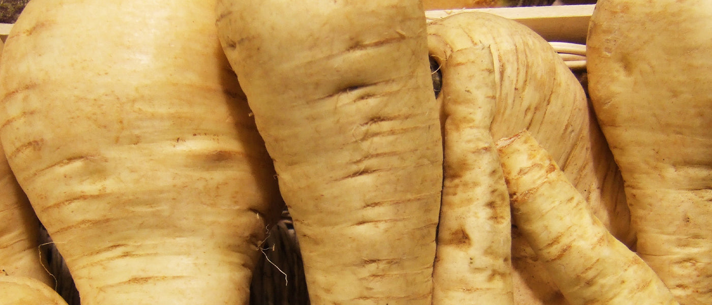 Panais