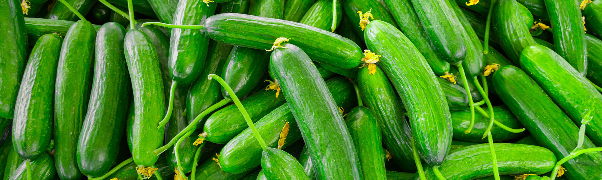 Concombre épineux d'Afrique - Cucumis metuliferus