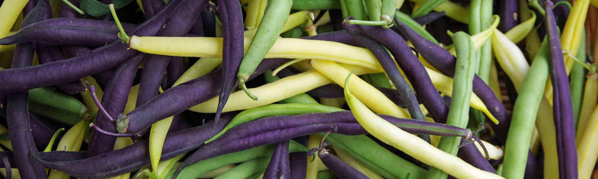 Haricots à rames
