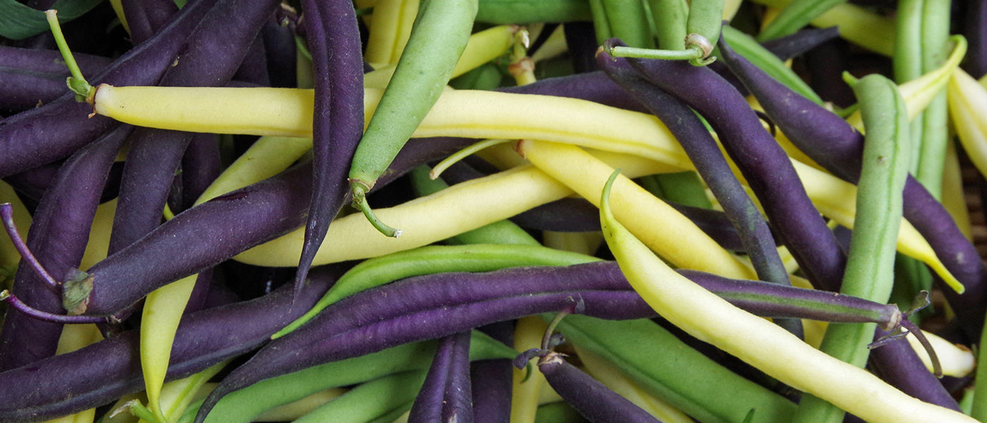 Haricots