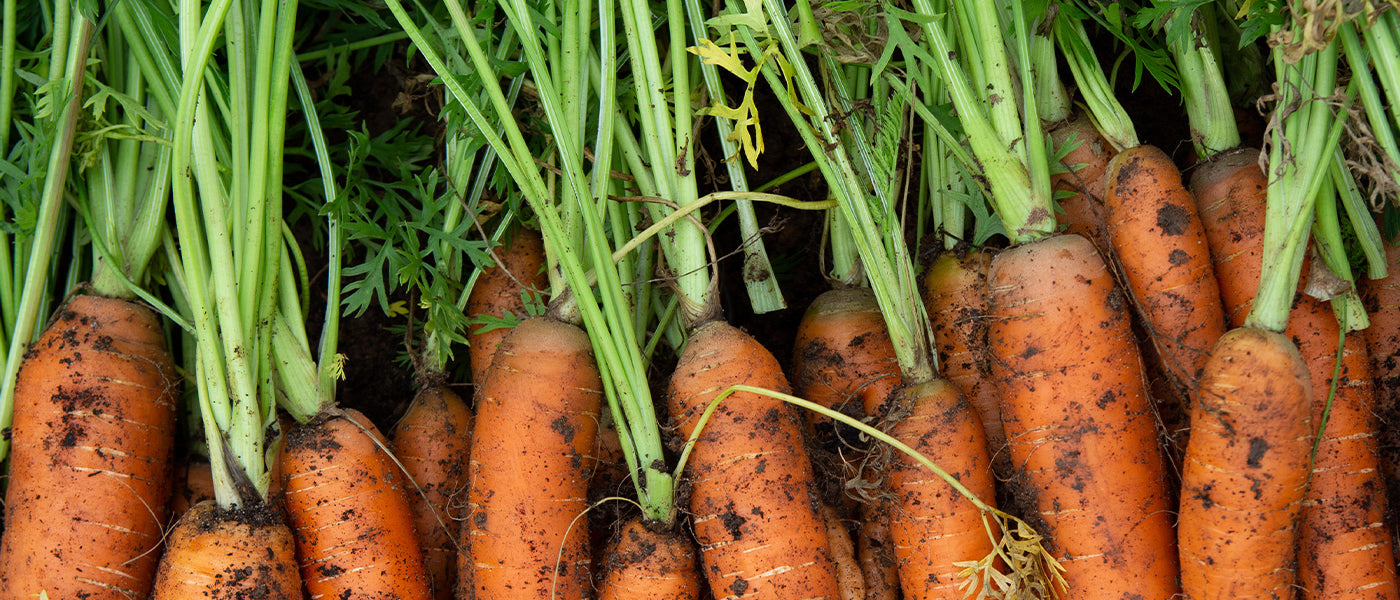 Carottes
