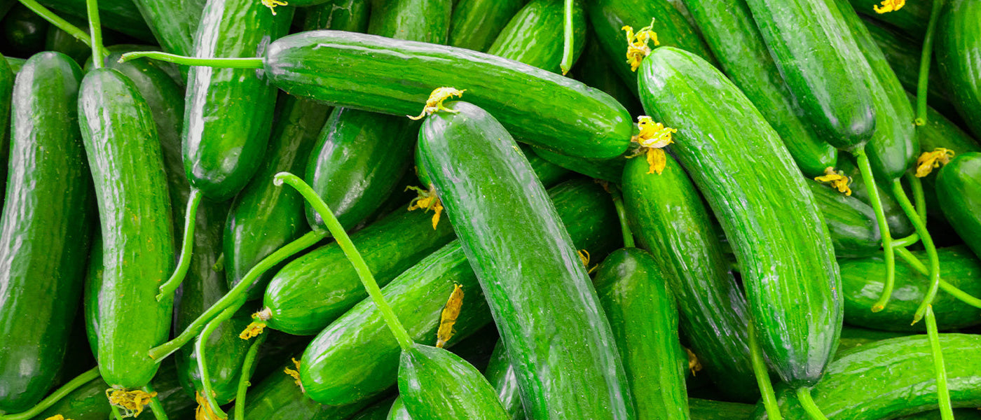 Concombre - Cucumis sativus