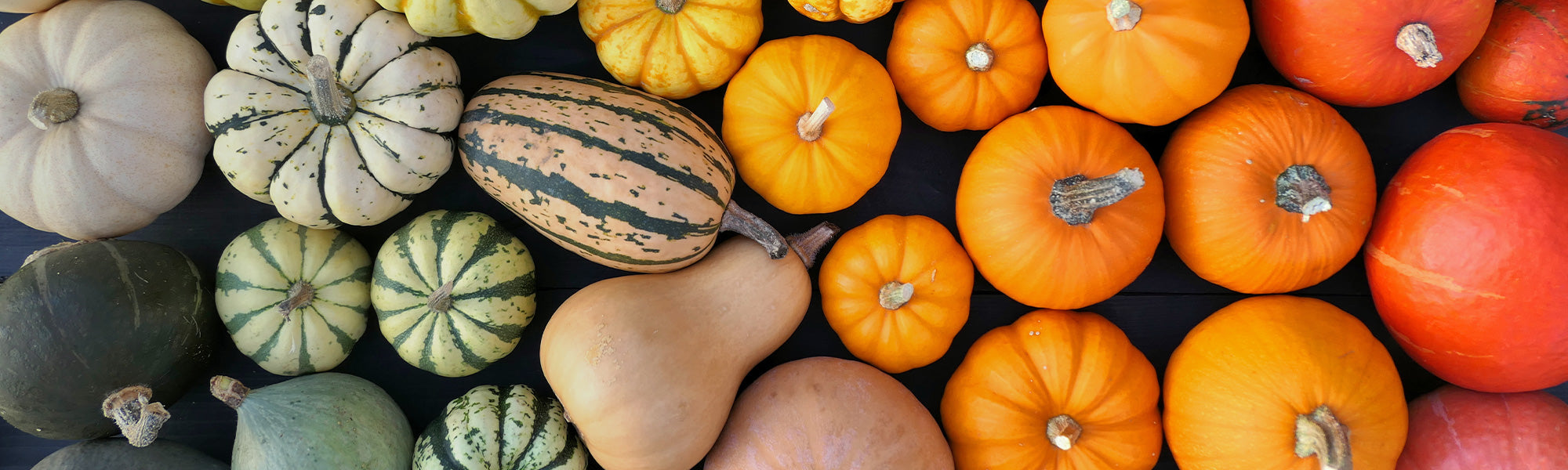 Courge - Cucurbita pepo