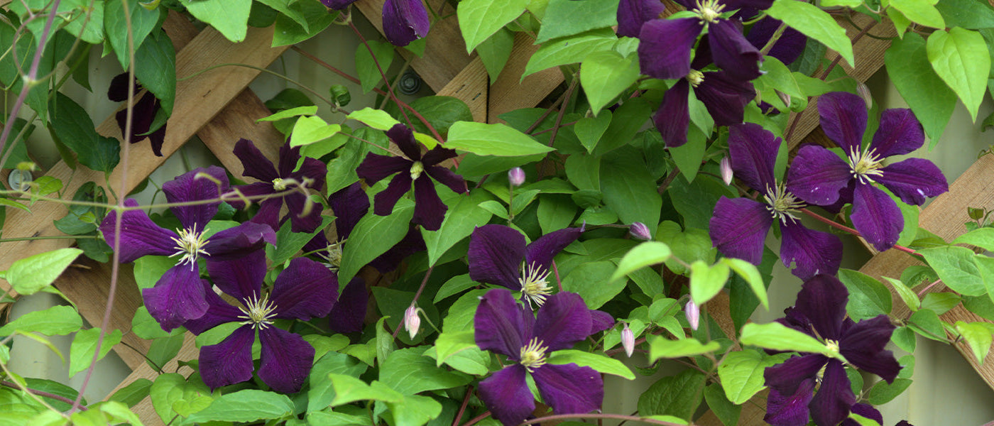 Clématites