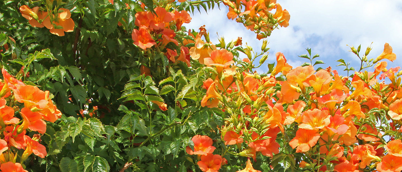 Bignone à grandes fleurs - Campsis grandiflora