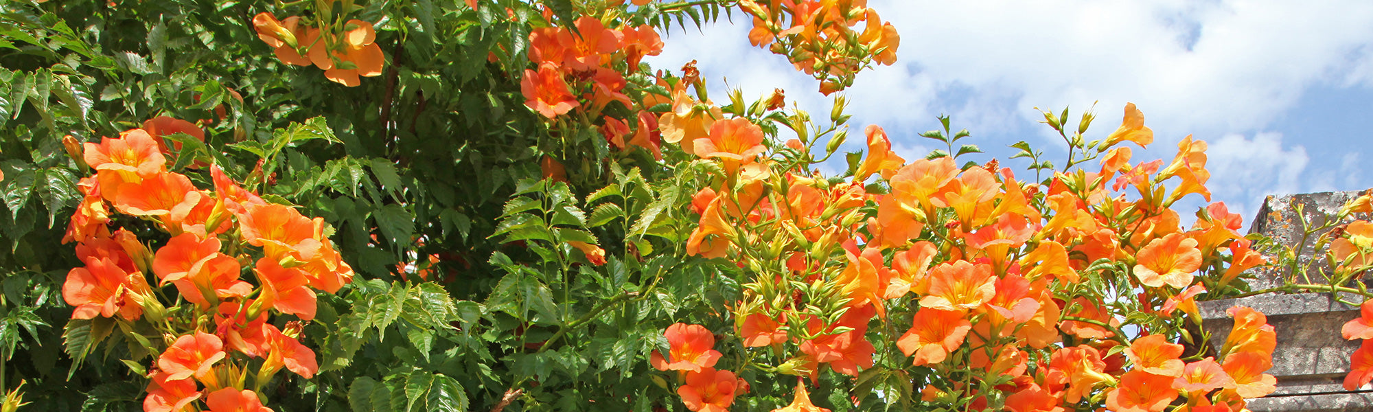 Bignone à grandes fleurs - Campsis grandiflora