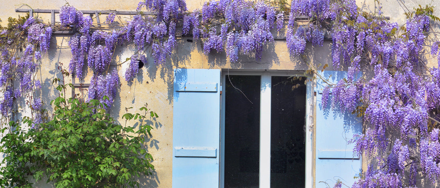 Plantes grimpantes