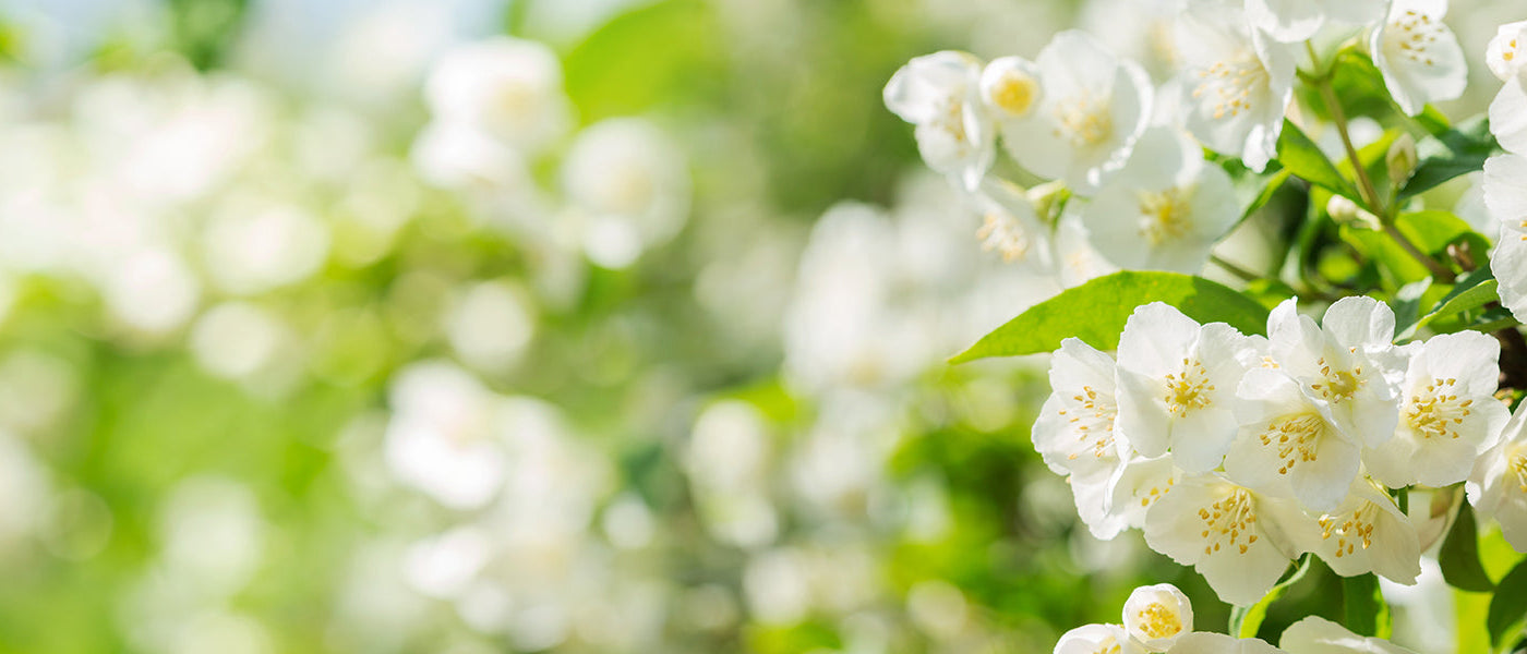 Jasmin à grandes fleurs - Jasminum grandiflorum