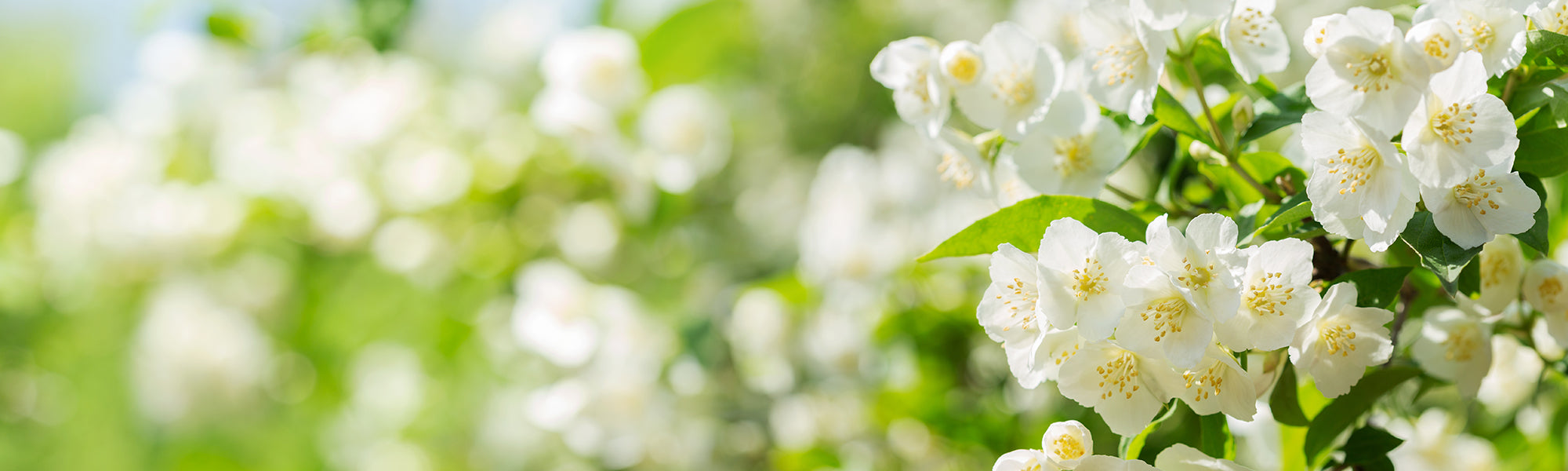 Jasmin à grandes fleurs - Jasminum grandiflorum