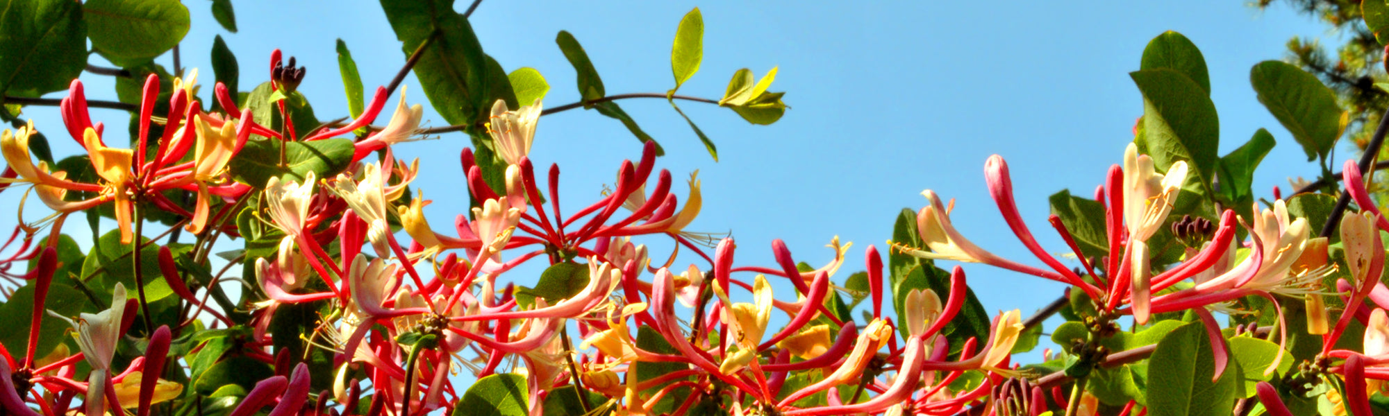 Chèvrefeuille des haies - Lonicera caprifolium