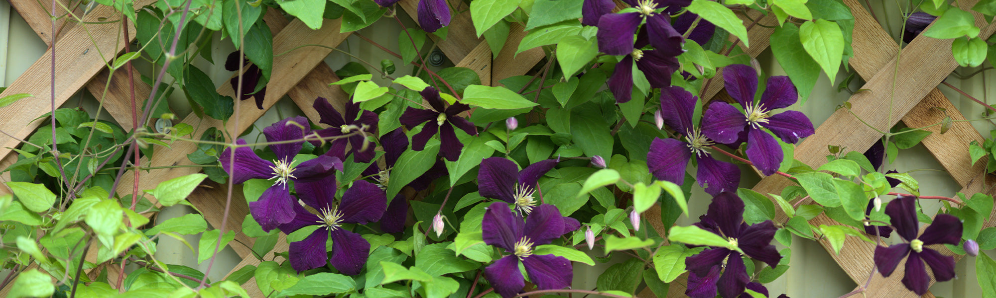 Clématite montagne - Clematis montana
