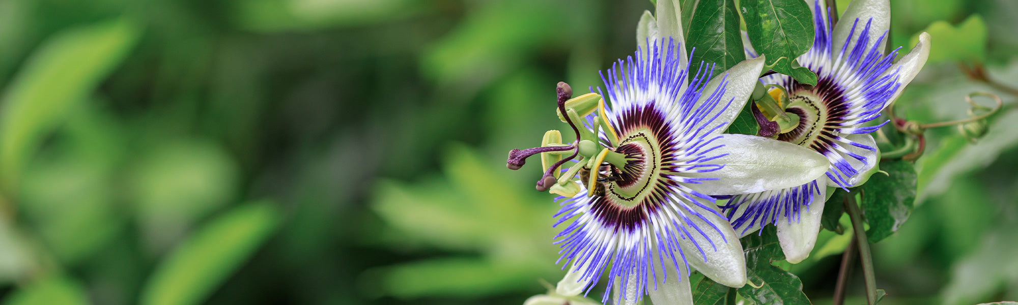 Grenadille douce - Passiflora ligularis