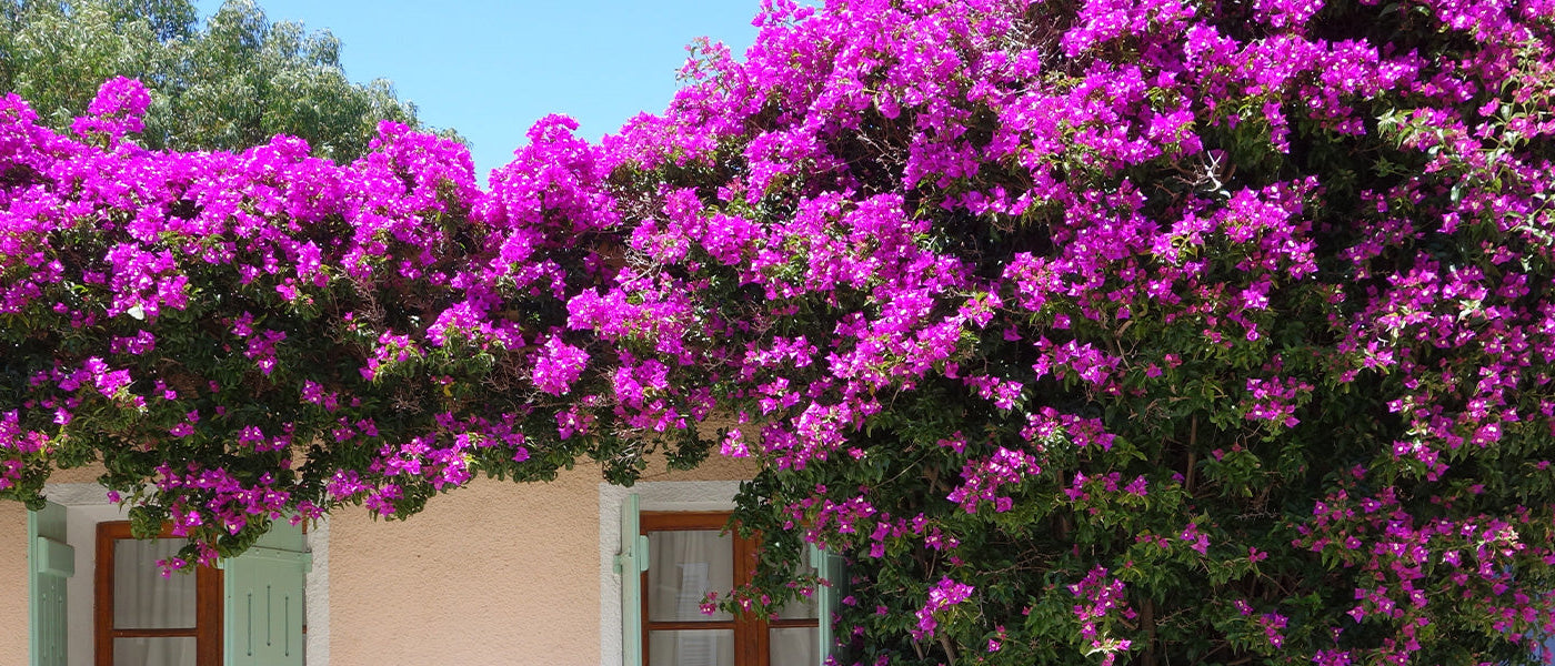 Bougainvillée glabre - Bougainvillea glabra