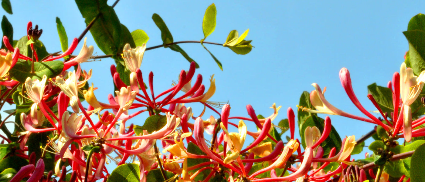 Chèvrefeuille des bois - Lonicera periclymenum