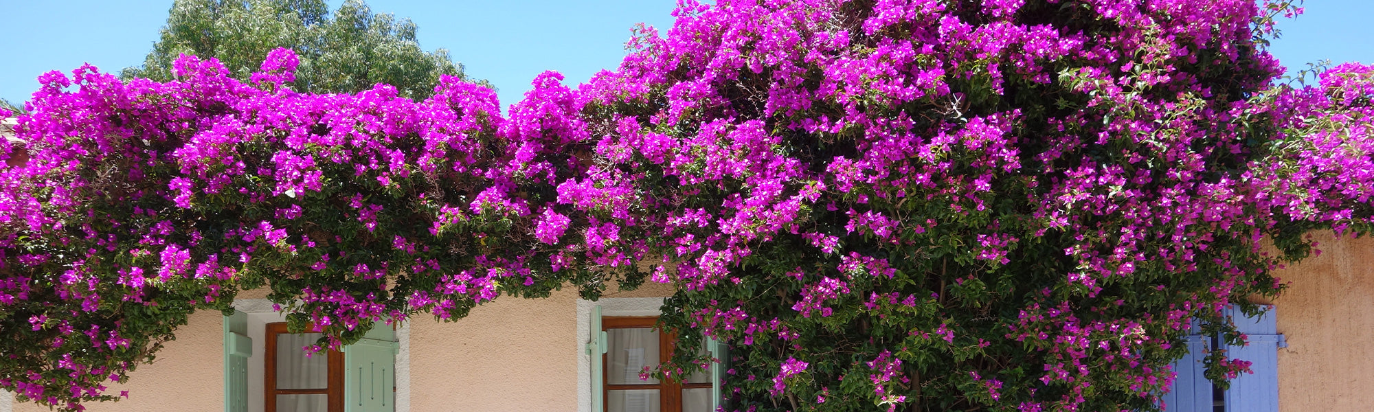 Bougainvillée arborescente - Bougainvillea arborea