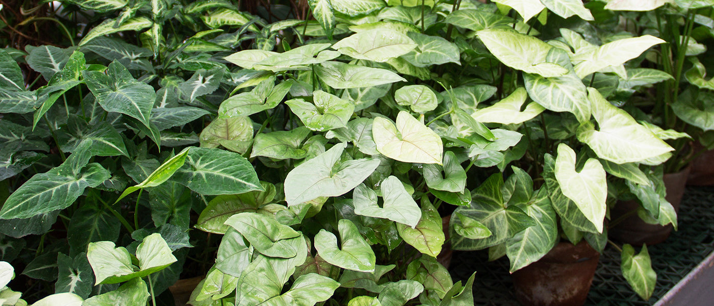 Syngonium