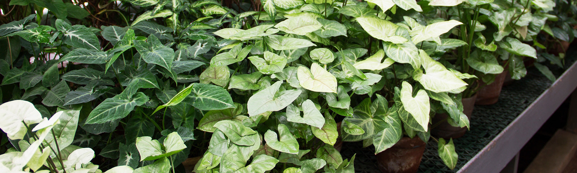 Syngonium
