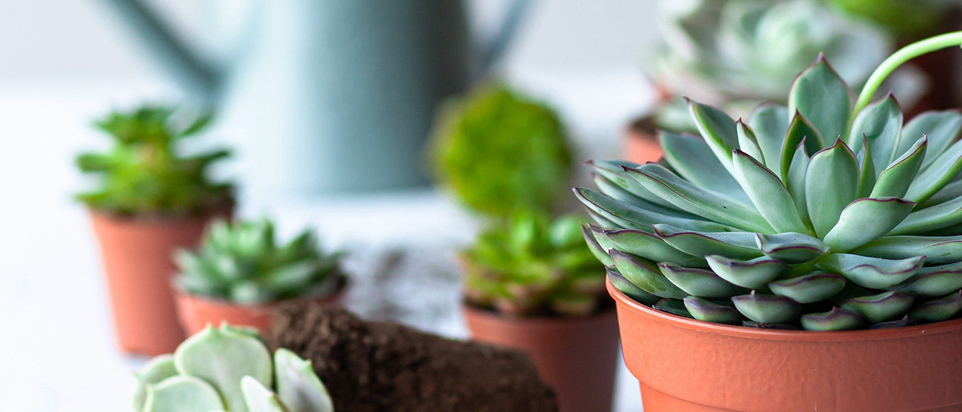 Echeveria