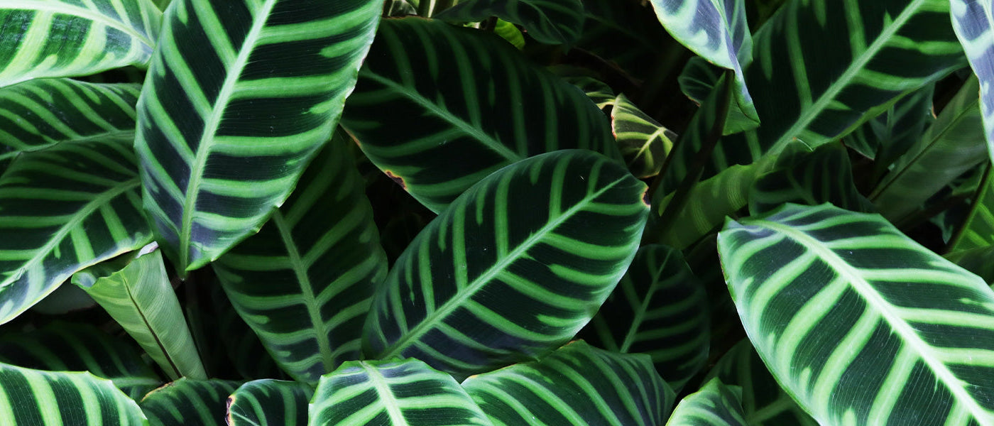 Calathea