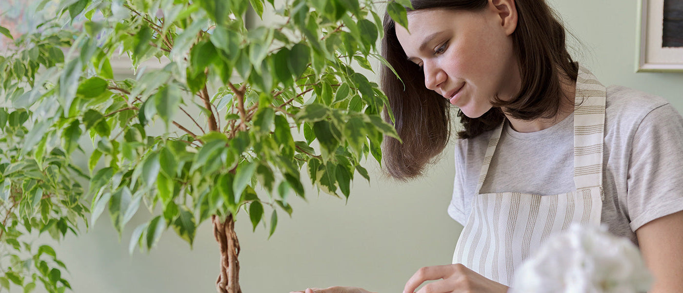 Figuier commun - Ficus carica