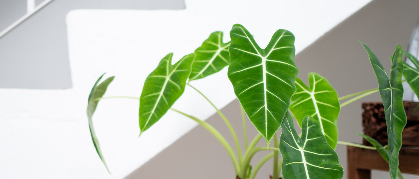 Alocasia