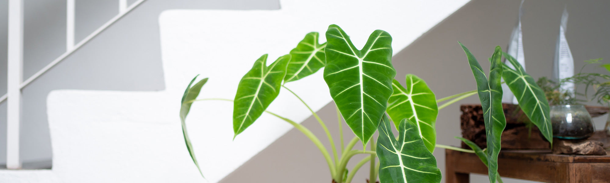 Alocasia