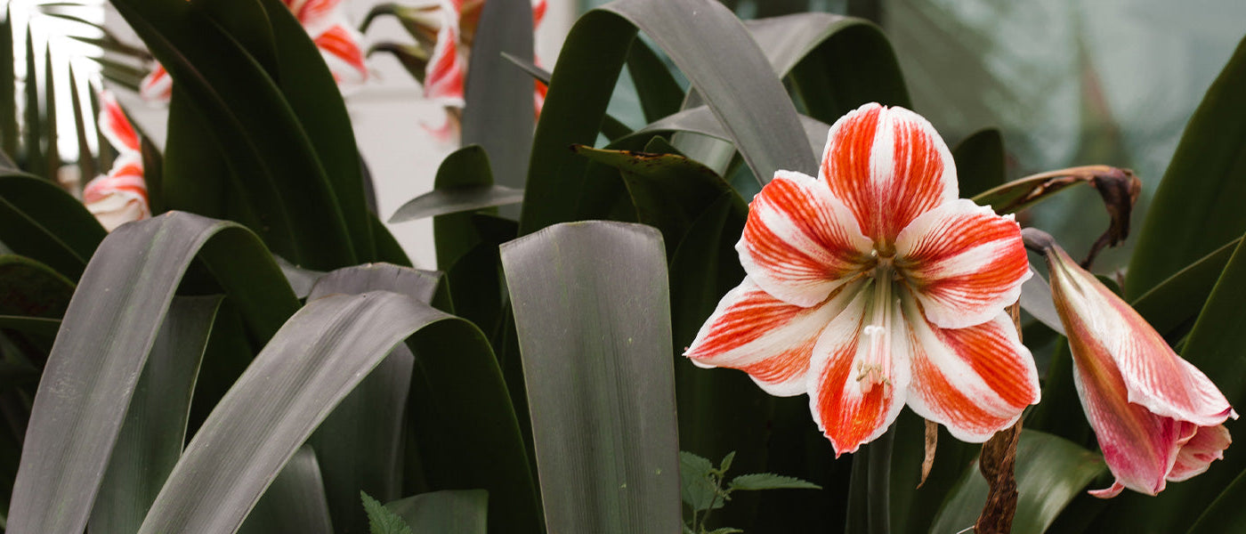 Amaryllis belladonne - Amaryllis belladonna