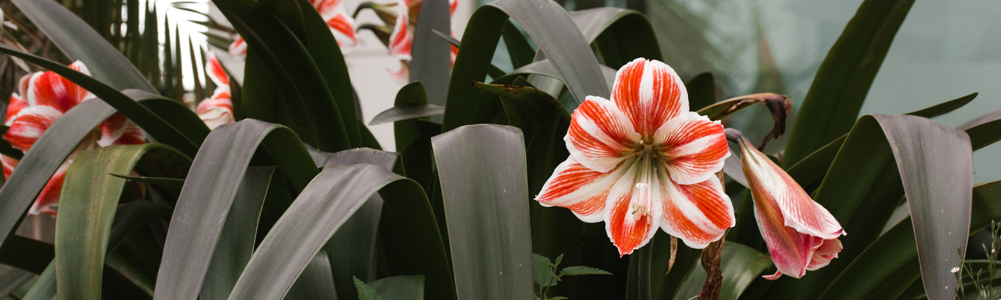 Amaryllis belladonne - Amaryllis belladonna