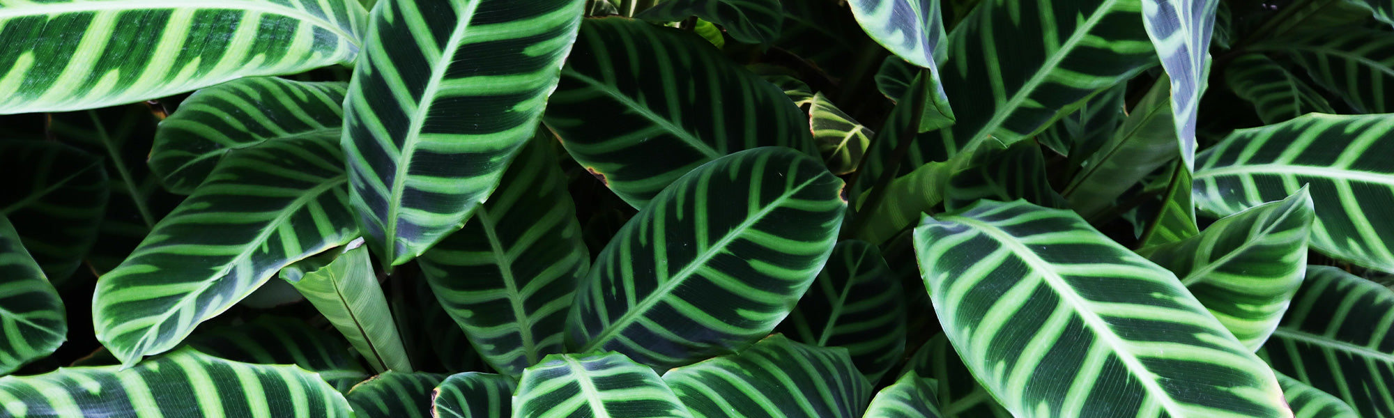Calathea à feuilles lancéolées - Calathea lancifolia