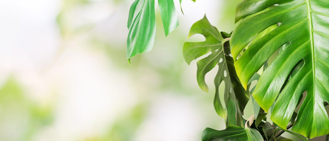 Plantes dépolluantes