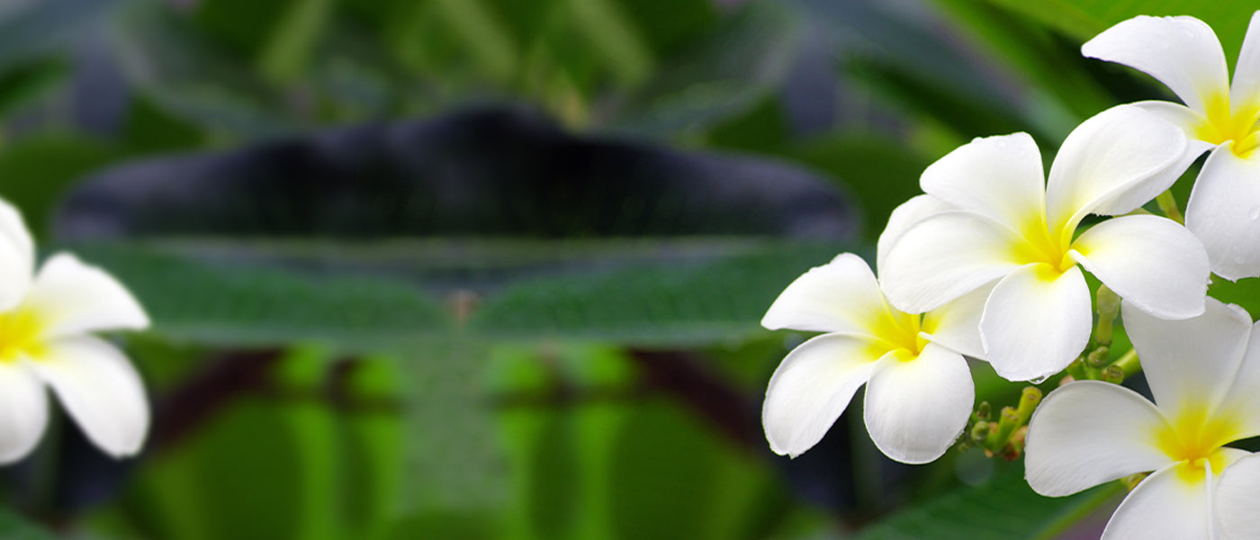 Plantes tropicales